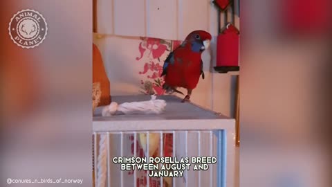 Crimson Rosella - In 1 Minute! 🦜 One Of The Most Beautiful Parrots In The World
