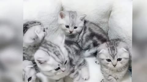 Funny Cat 🐈 video must watch