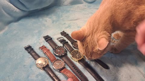 Shein Watches Watch unboxed reviews unboxing low budget cheap junk luxury fake quartz wristwatch PT1