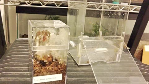 Avicularia juruensis : Rehouse & Setup