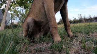 Rocky the Belgian Malinois puppy learning to Fetch
