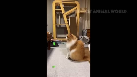 Funny Cats and Dogs Videos 😁 - BEST Funny Animal Videos 2024 🥰 #3