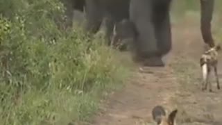 Elephant protect Babies from wild dogs#shorts #wildlife