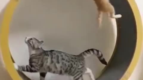 baby cat and big cat funny video