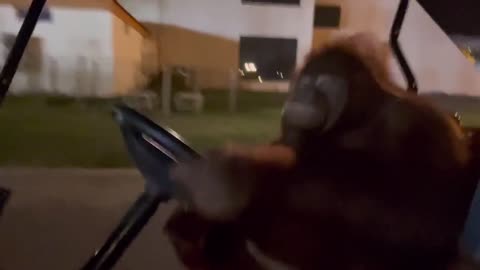 OMG…orangutan driving a golf cart at the night..