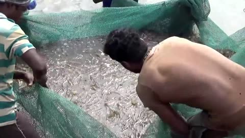 PRAWNS/SHRIMP HARVESTING