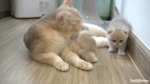 The way the mother cat loves her kitten is very strongly