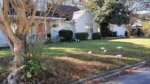 Meeting up with Muscovy ducks & Egrets.