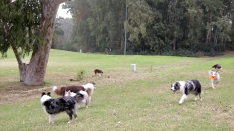 dogs playground ( dog parks )