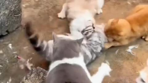 meow animals #meow #animals #cats #dogs #funnyvideo #funnycat