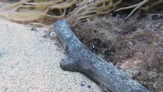 Cuttlefish Changes Colors