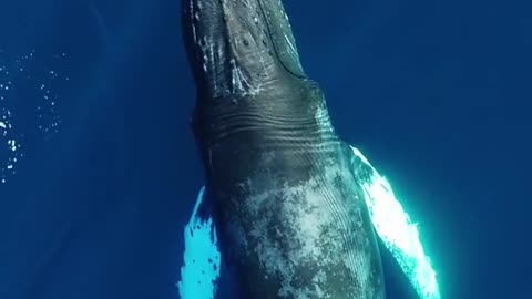 Super Beautiful Big Whale