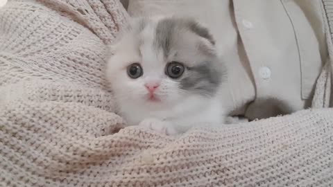 Videos of kitten cute short leg cat