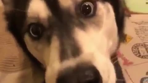 A dog with big eyes.