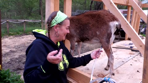 Flock it farm: DIY goat milk pump, milking goats, and other goat milk info