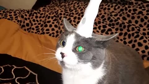 Cat not thrilled about becoming a unicorn
