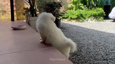 Funniest Dog Videos 🐶😹 - Funniest Animals 2023 - Pets Island