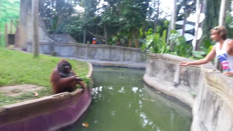 Man Tosses Treat At An Orangutan. What Happens Next Has Everyone In Disbelief!