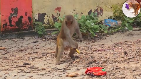 Funny Animals Reaction | Amazing Animals-Prank Monkey with Mirror