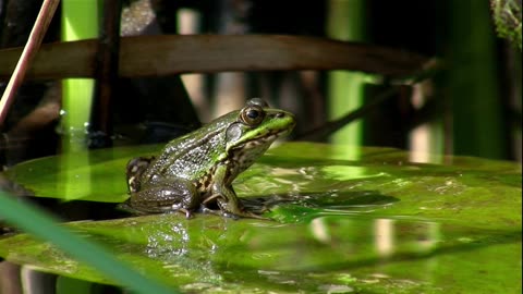 "Fascinating Frogs: 5 Incredible Facts About These Amphibious Wonders"