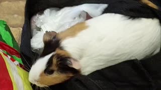 Guinea pig couldn't resist a bag full of fruits and veggies