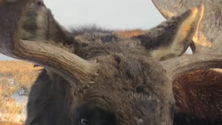 Wild Moose Encounter Near Grand Teton