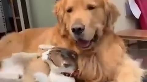 Cute cat and dog Friendship, pure Love