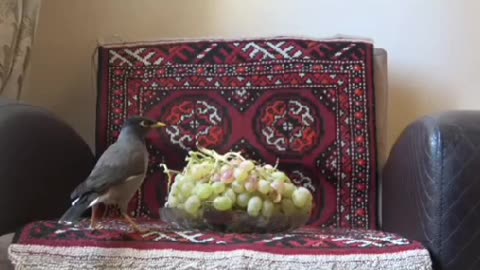 My funny birds, come in and eat white grapes! Funny animal