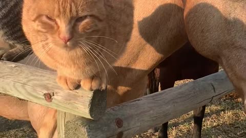 Cuddling Cats Hang Out with Horse