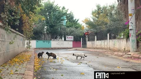 Meowing contests between brown cats while the white one grooming herself