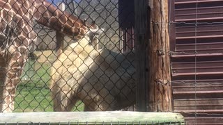Giraffe and Camel Play at Zoo