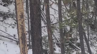 Close Encounter With a Mountain Lion in Montana Wilderness