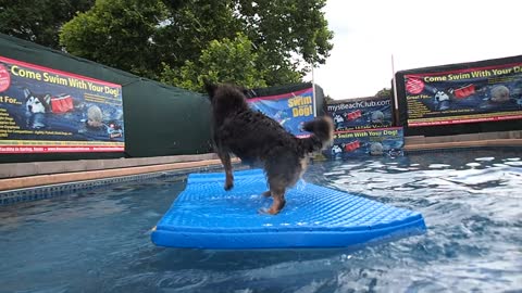 Terrier mix Ras gets splashed while balancing on pool float