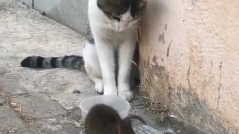 mouse against friend