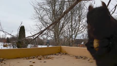 Hungry squirrel performs perfect 'Cookie Monster' imitation