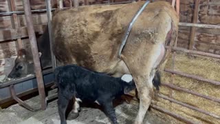 Our automatic milking machine, that uses no fossil fuels, solar, or wind energy!