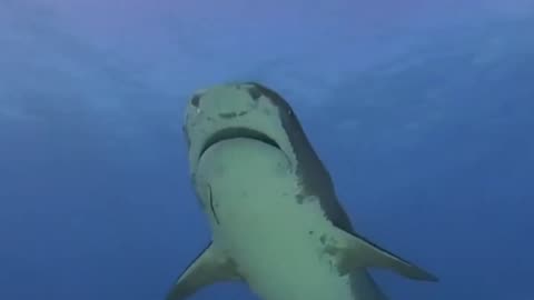 Tiger Shark buddy