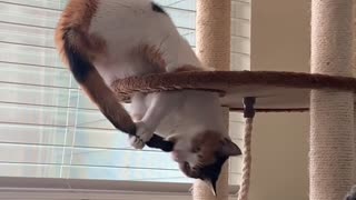 Cat Catches Her Own Tail