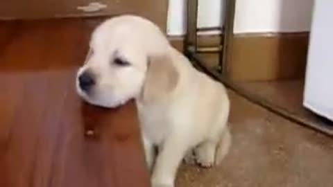 Cute Dog Video