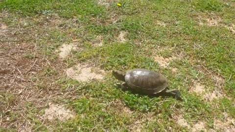 A Turtle Visitor