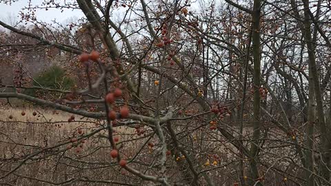 Crabapple birdnest