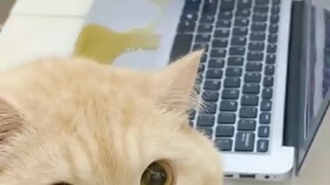 Aww cute cat videos funny 🐱Kitten & Cat💘