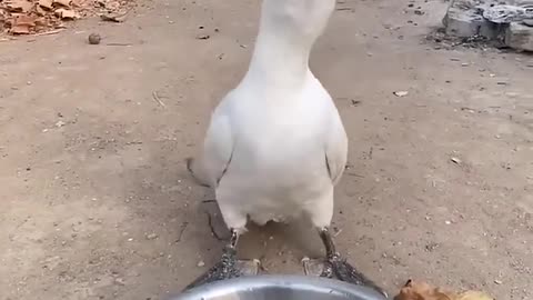 Cormorants eat two 30cm fish