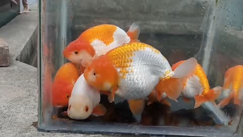 goldfish