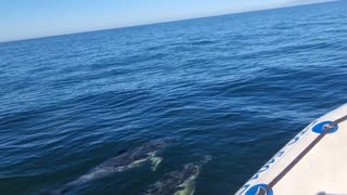 A Pod Of Dolphins Swimming With the Boat