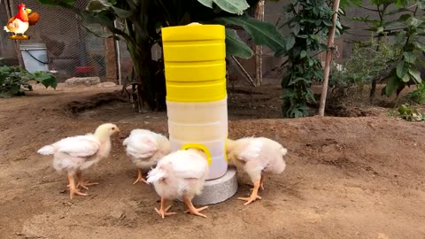 Feeder for broilers and chickens from plastic bottles 🐔 is assembled quickly and easily