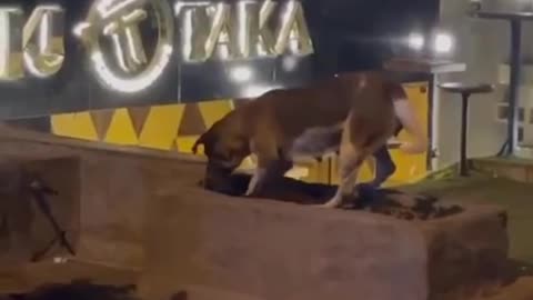Must watch a Dogo and cato scene this will make you tears.