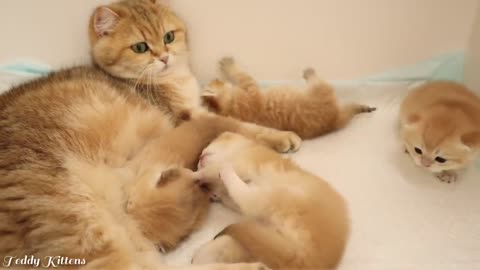 Teddy Kittens 2 weeks after birth _ Lovely Ophelia and her babies 😍 (1)