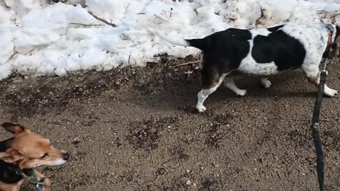 Clarabelle and Bandit