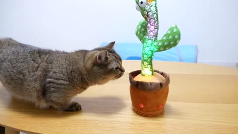 A strange cactus appeared in front of my cats! Cat remarkably startled by harmless object